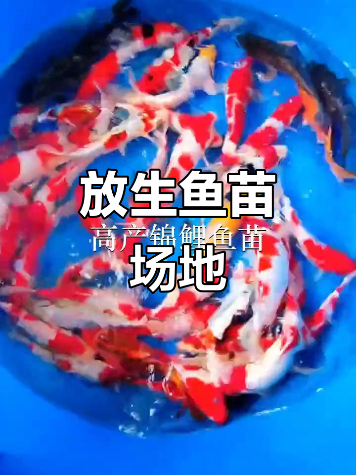 东莞、中山与深圳鱼苗场,放生鱼的理想选择