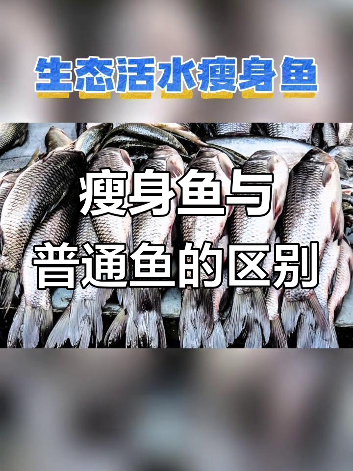 瘦身鱼和普通鱼的差别,你了解吗?
