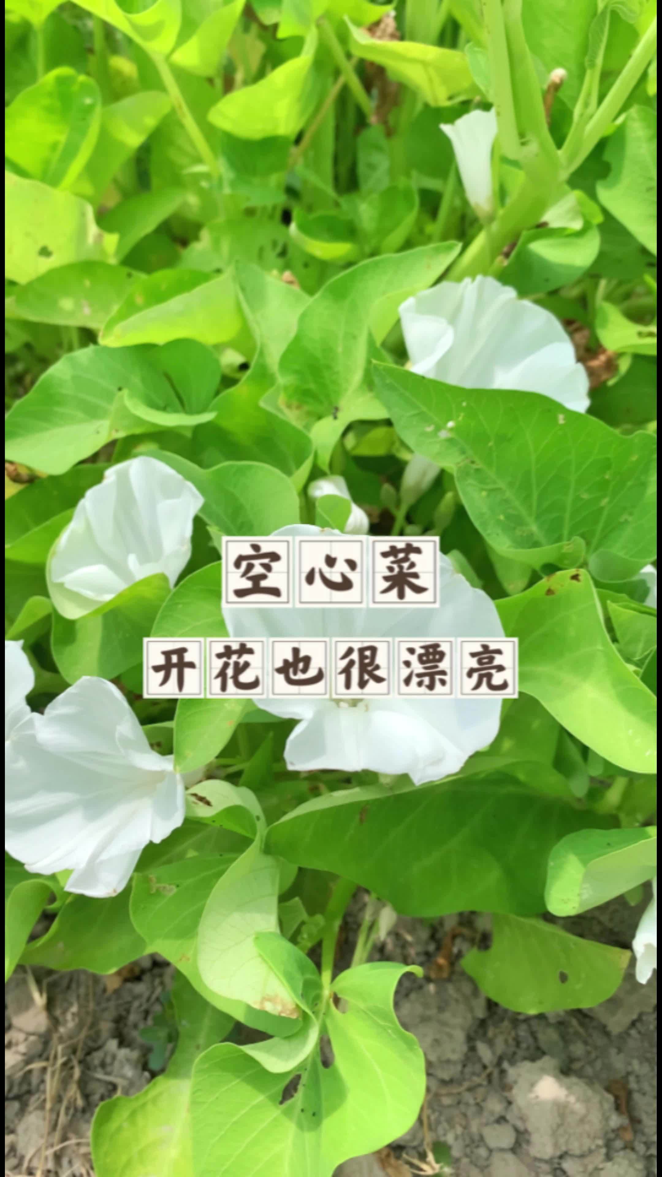 好吃的空心菜,没想到开花也那么好看。空心菜开花 空心菜梗 家庭种菜小技巧