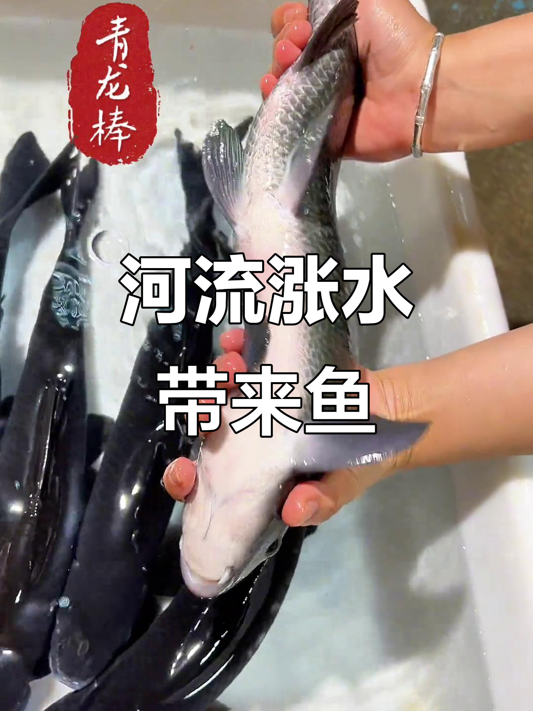 贵州河水上涨，野生鱼儿现身遵义周边