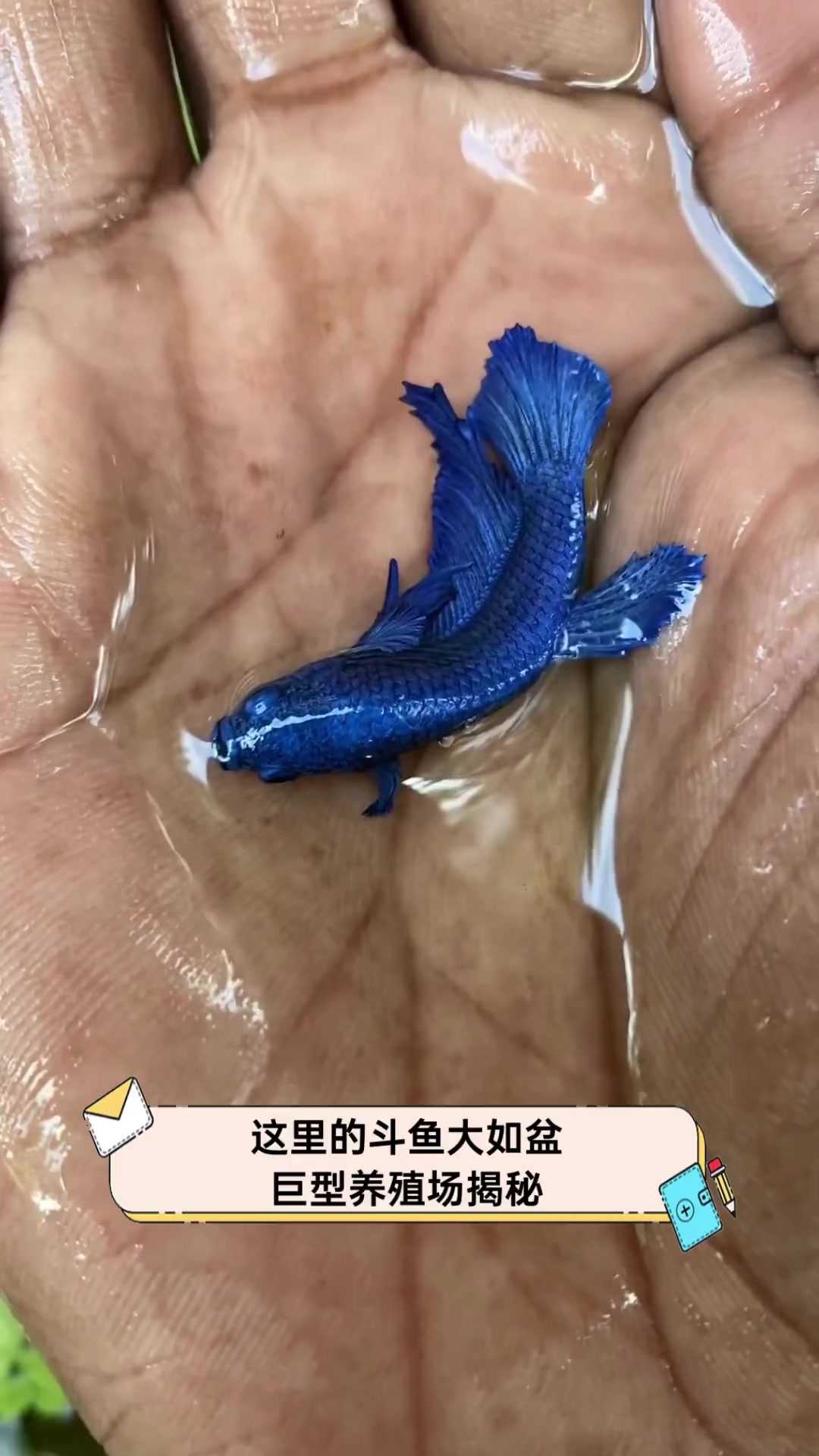 这里的斗鱼大如盆,巨型养殖场揭秘