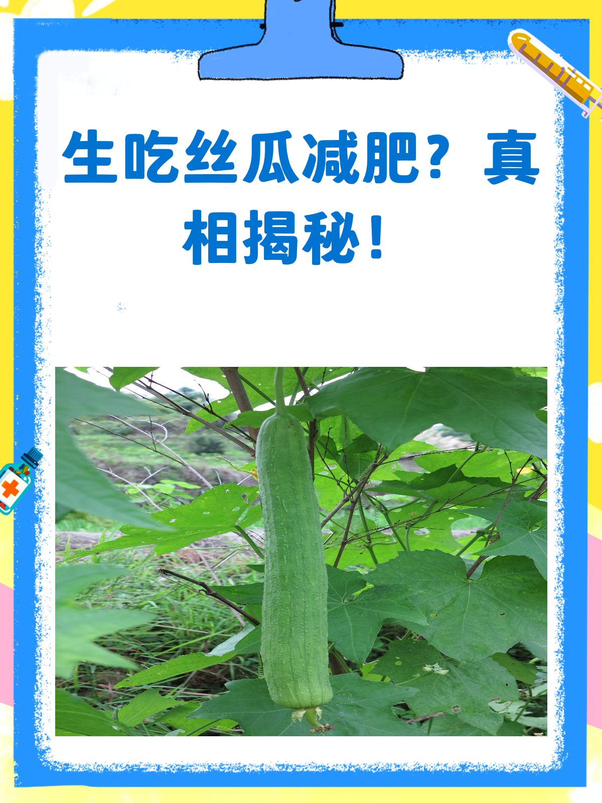生吃丝瓜能减肥?看完这篇就懂了!