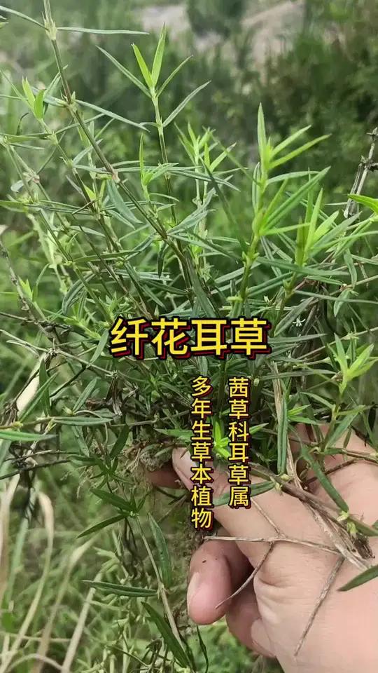 纤花耳草跟白花蛇舌草如何区分