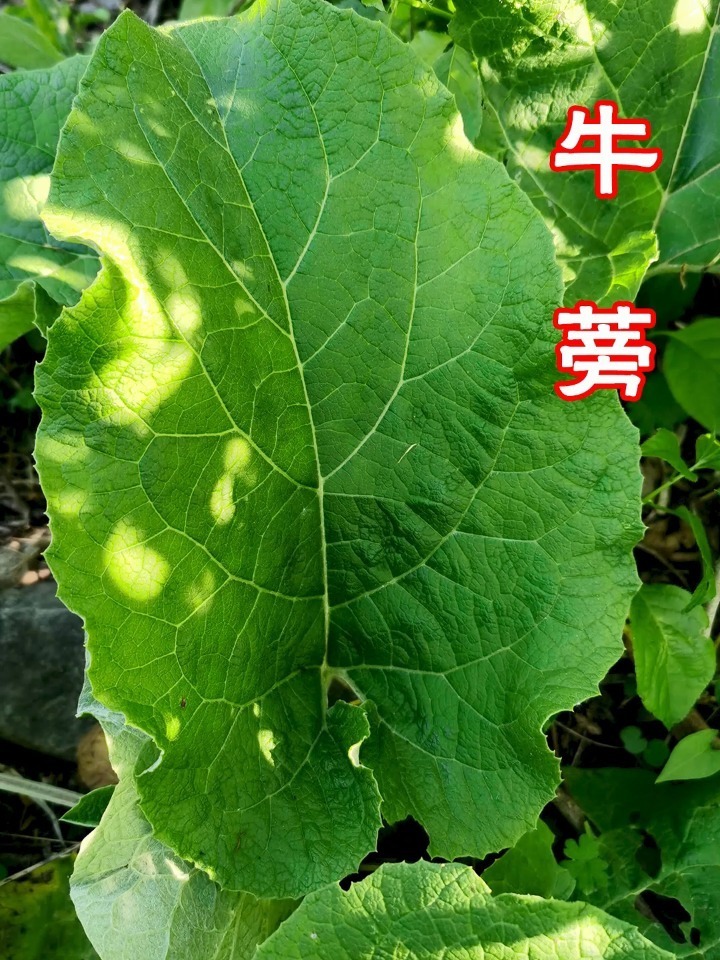 牛蒡,它是可以做为野菜食用的,并且它的种