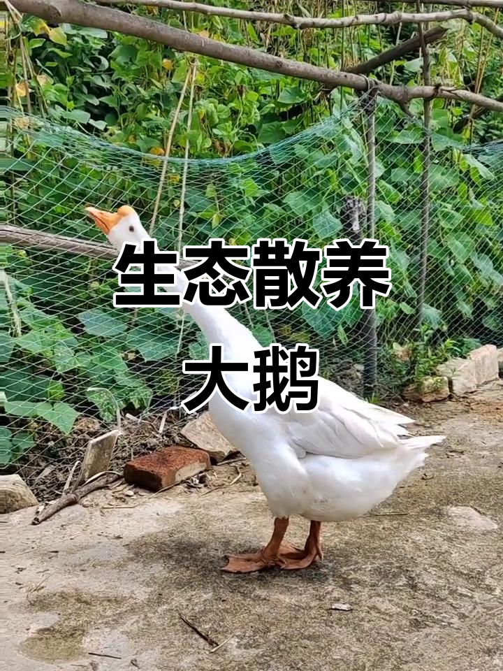 乡村生态散养大鹅,现场实拍自然放养的乐趣