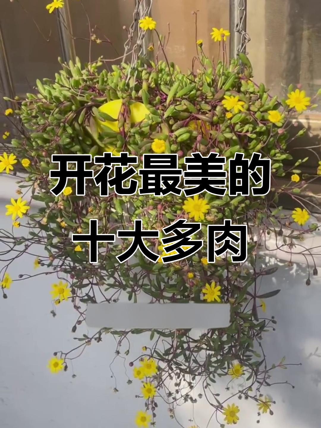 十种最值得拥有的开花多肉植物,美丽又易养