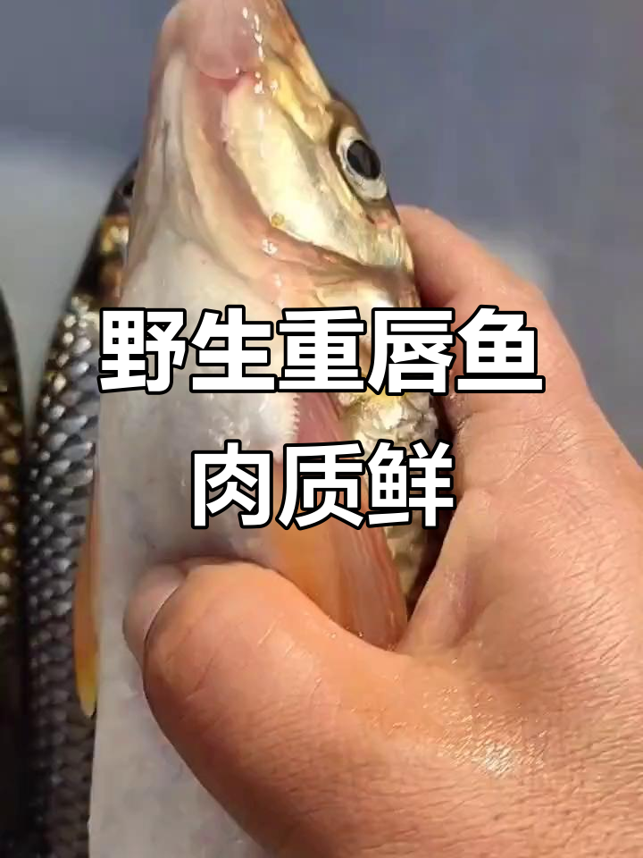 野生重唇鱼大揭秘,肉质鲜美无污染
