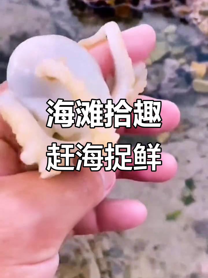 赶海抓海鲜,发现变色小章鱼和丑螃蟹