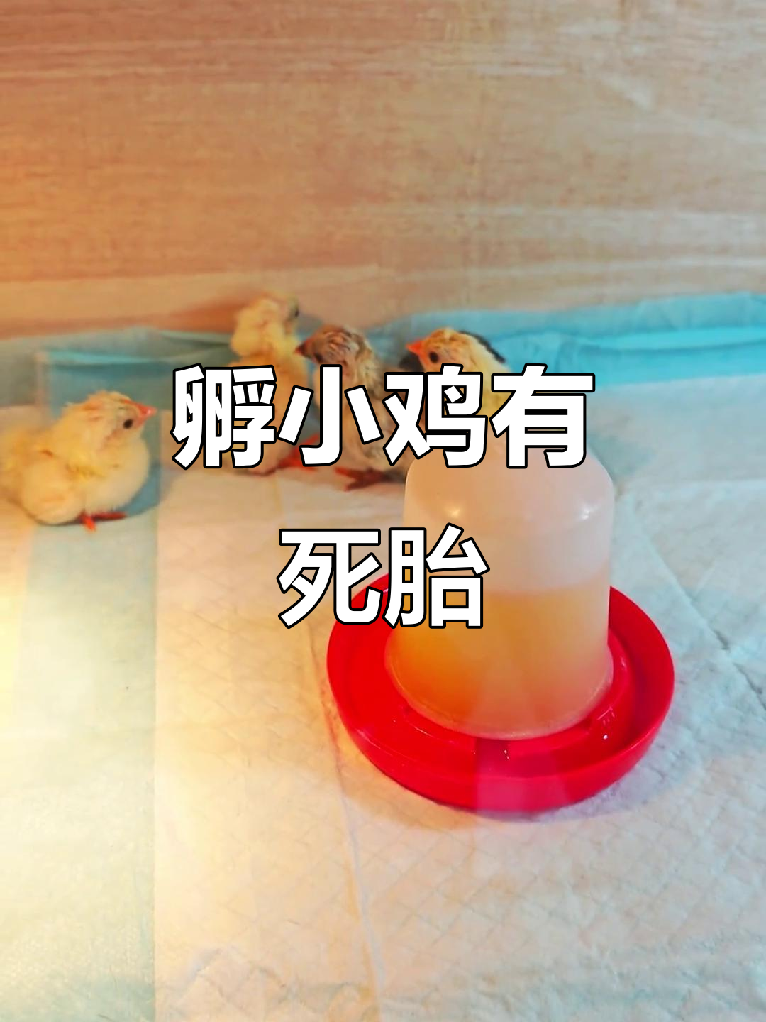 小鸡孵化惊现死胎，究竟为何？