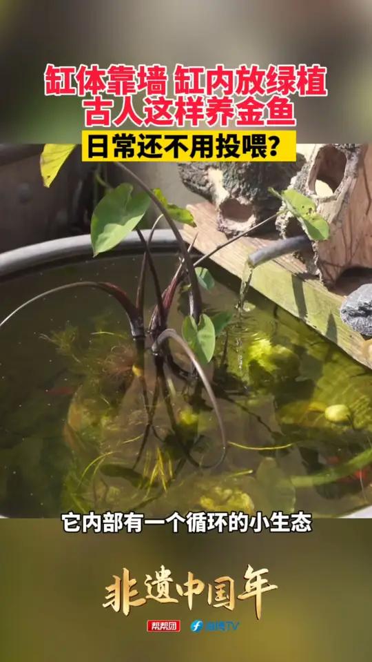 非遗中国年里的福建|缸体靠墙 缸内放绿植,古人这样养金鱼,日常还不用投喂?