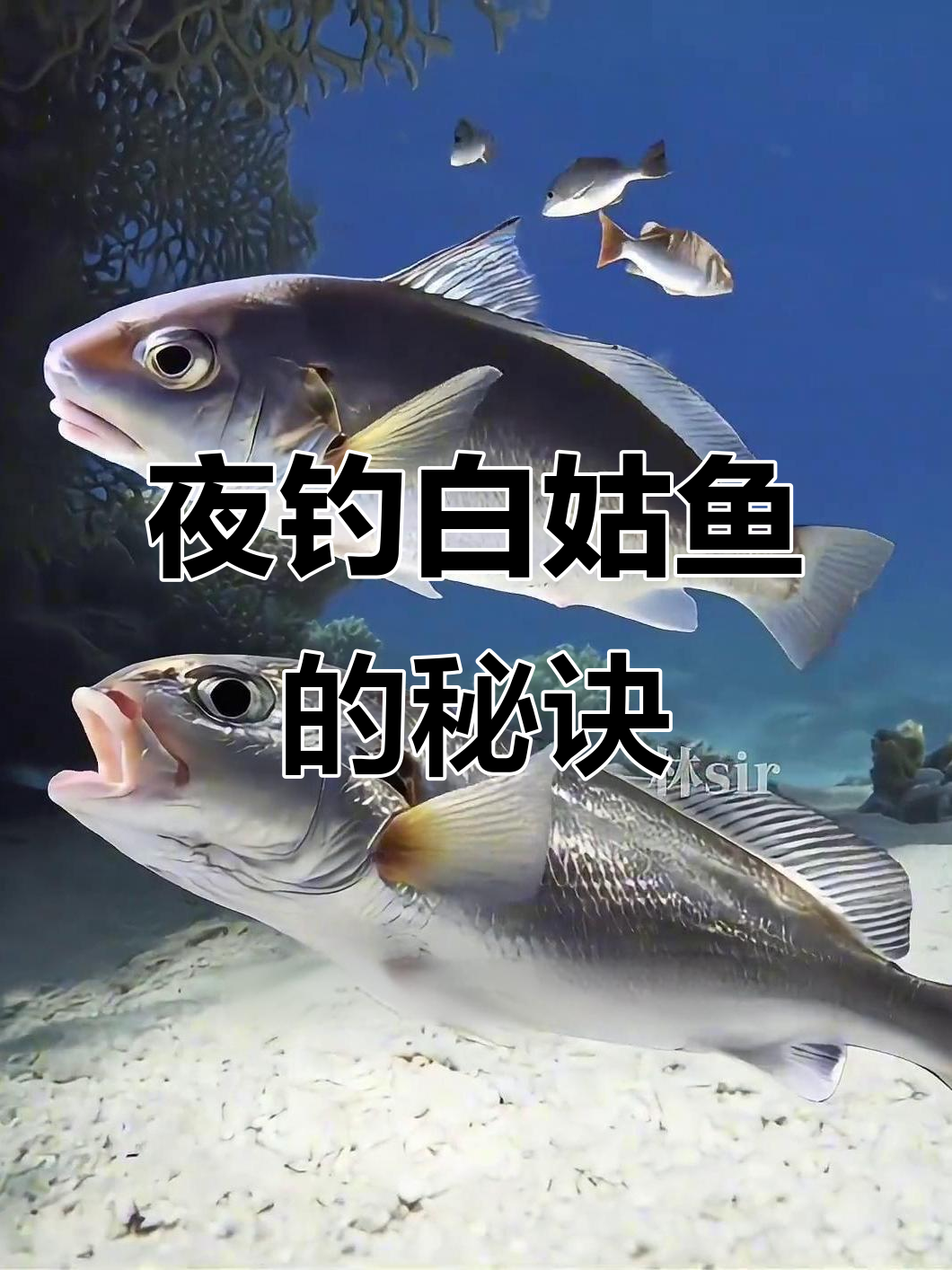 白姑鱼夜间狂钓技巧,掌握这些方法轻松捕捞