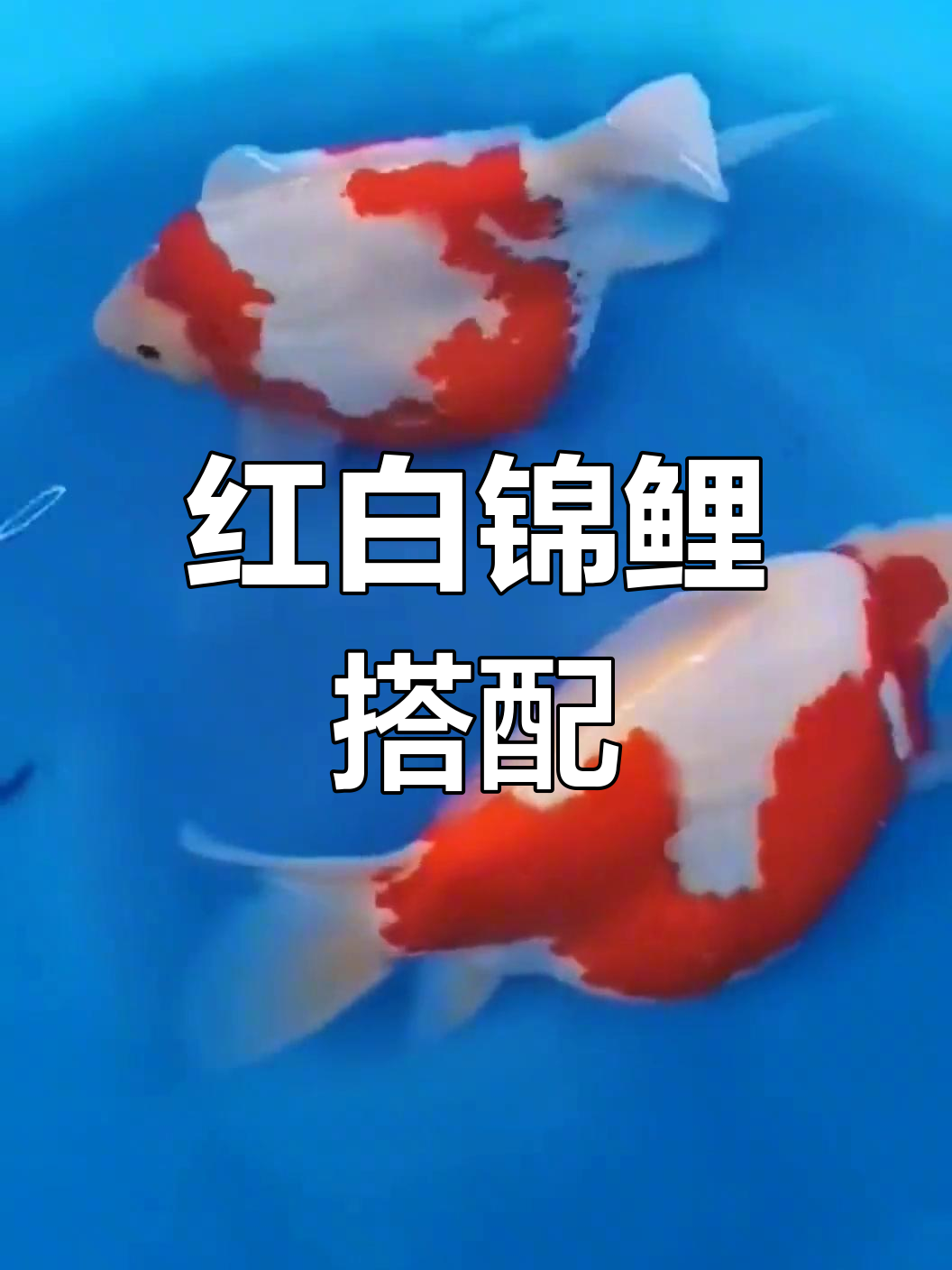 玉鲭鱼:红龙鱼的完美配搭