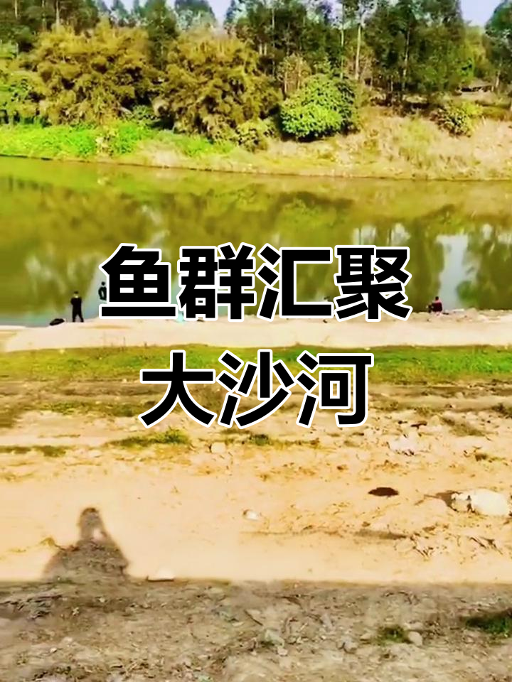大沙河精彩视频,各种鱼类齐聚,传递正能量!