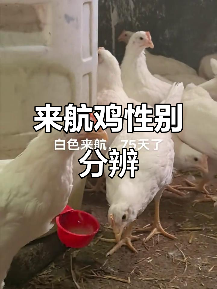 75天白色来航鸡，公母已分清