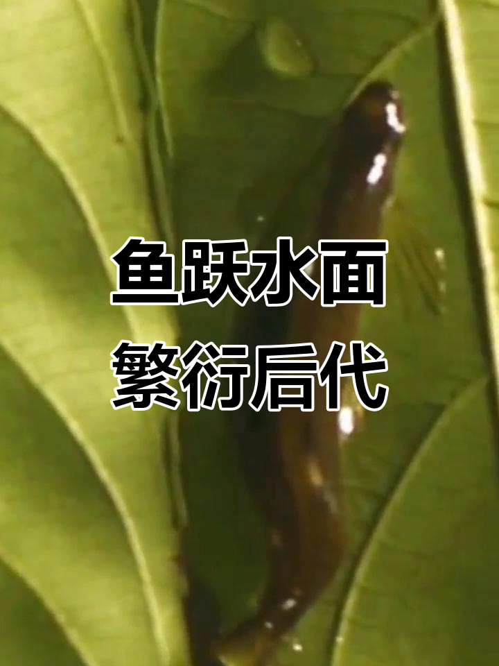 鱼也能飞上树叶产卵，繁殖方式竟如此独特
