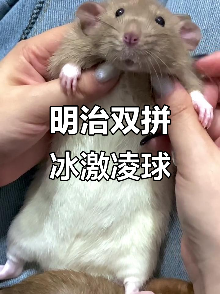 明治巧克力与香草冰淇淋的完美碰撞,口感爆棚!