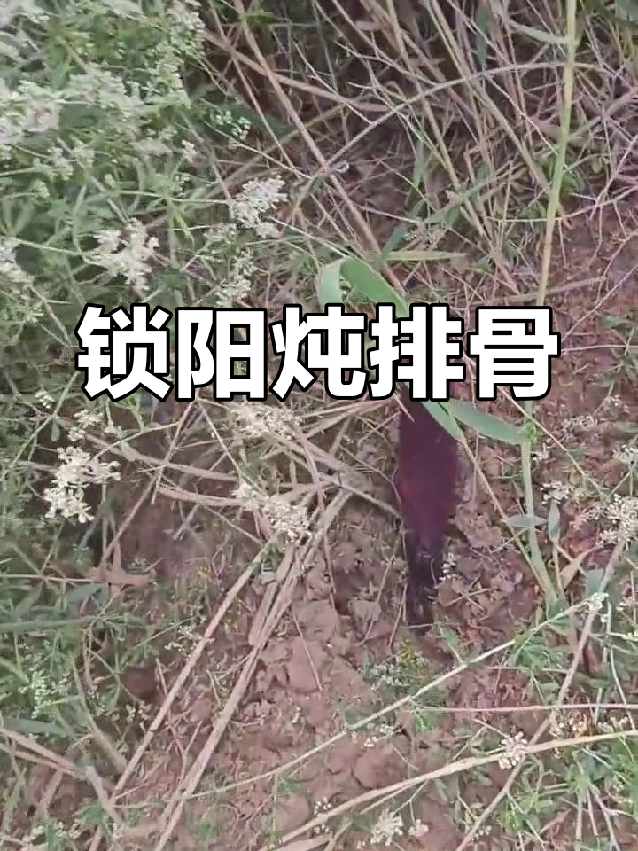 沙漠锁阳炖排骨,滋补美味一锅搞定