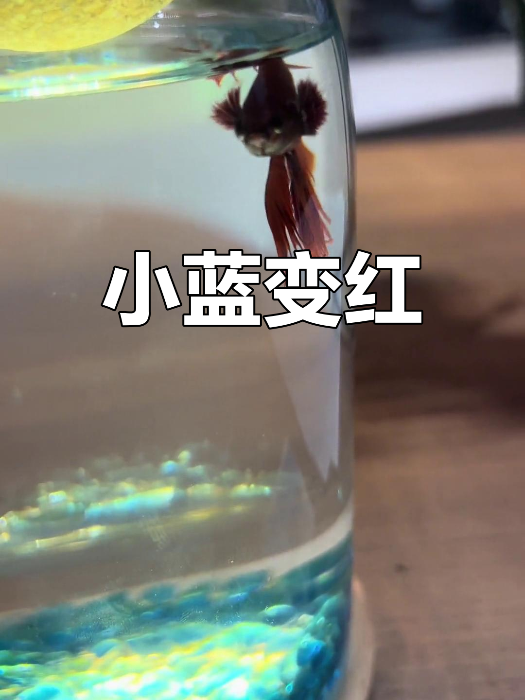小蓝鱼竟变异成小红鱼,颜色变化太惊人了!