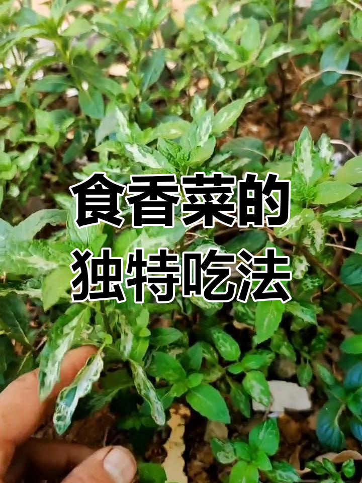 你家菜园有这种吗?食香菜超好吃,做法大揭秘