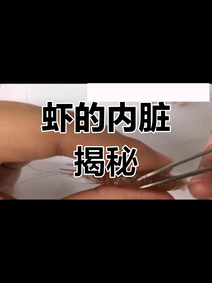 探索虾的内部构造,了解各器官位置与功能
