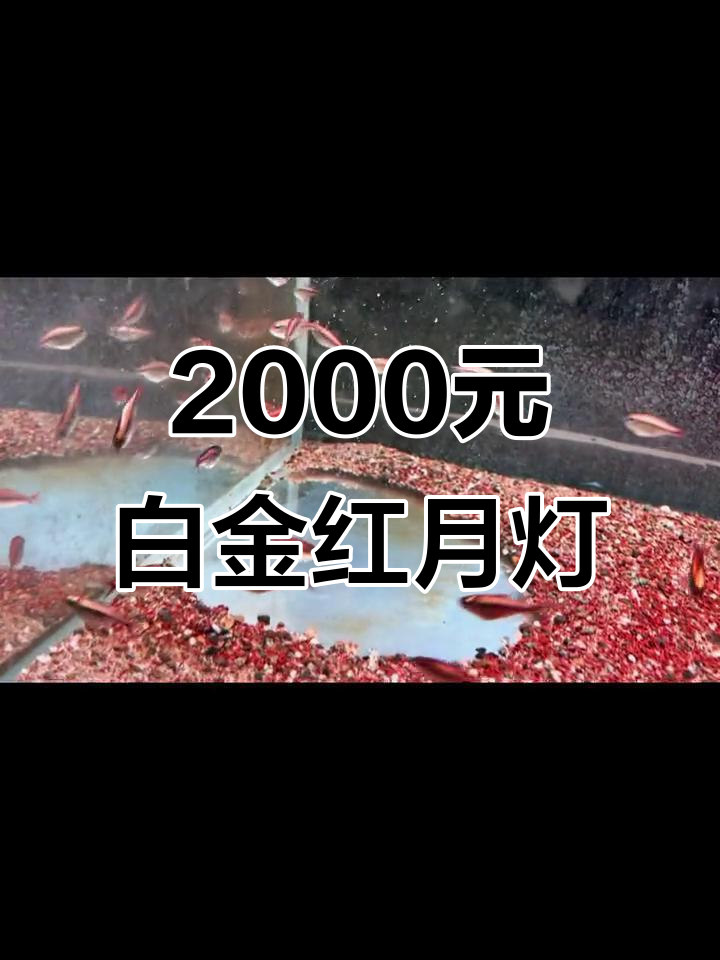 白金红月可卡灯,草缸效果惊艳!