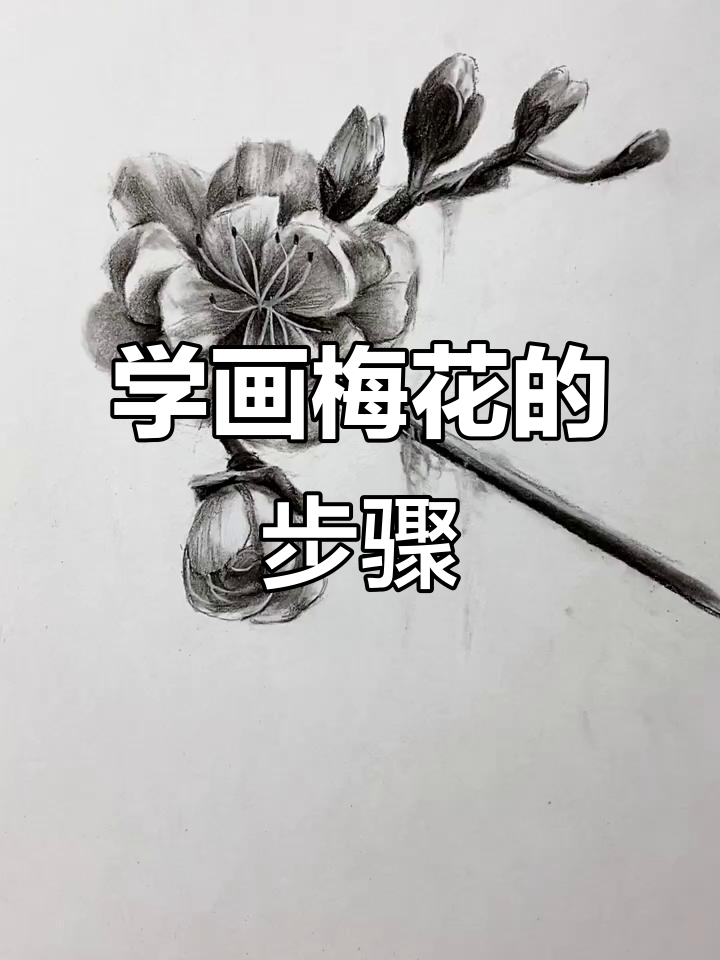 素描梅花教程:从轮廓到层次感全解析
