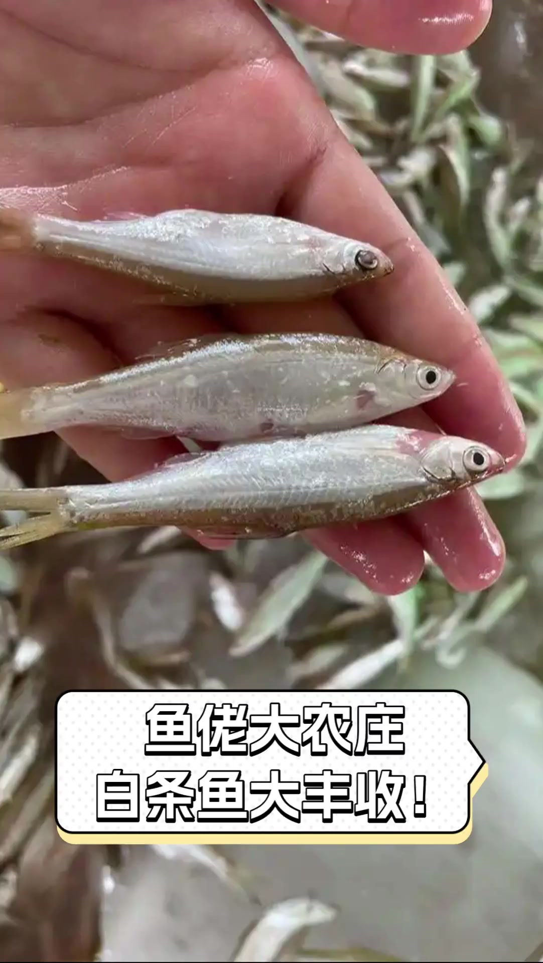 鱼佬大农庄,白条鱼大丰收!