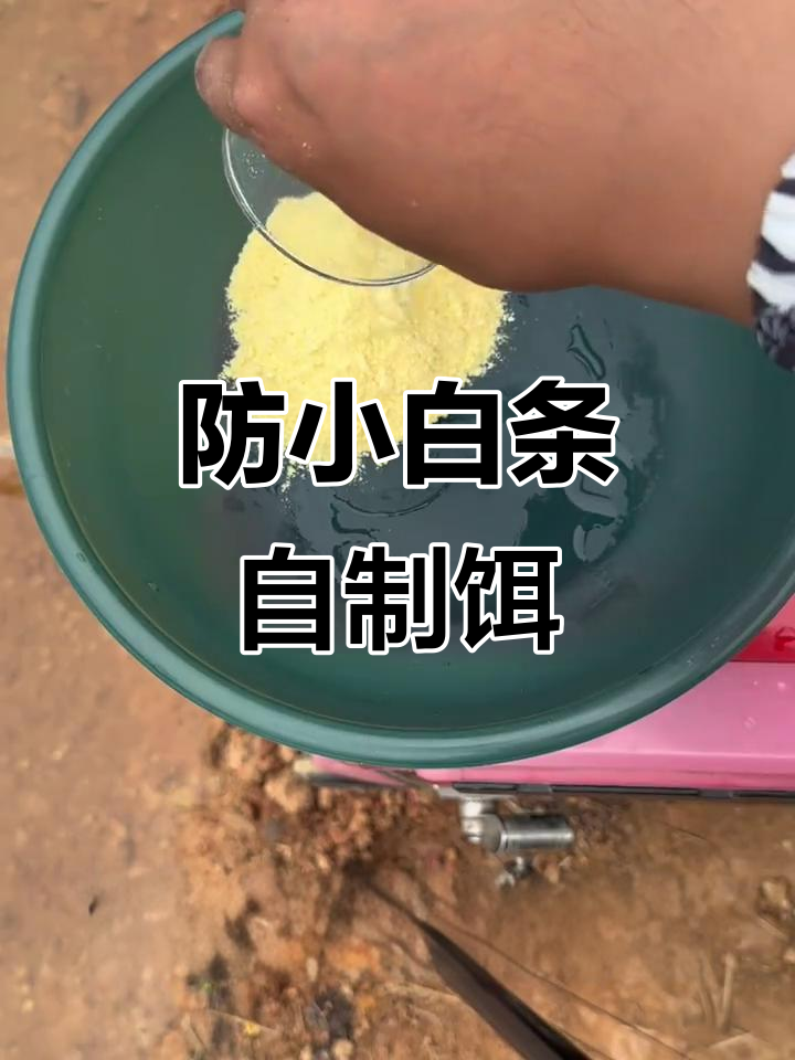 自制玉米面粉饵料,预防小白条效果显著