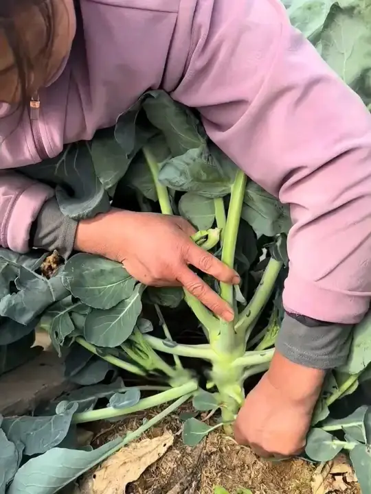花菜移栽有哪些实用的种植小技巧?