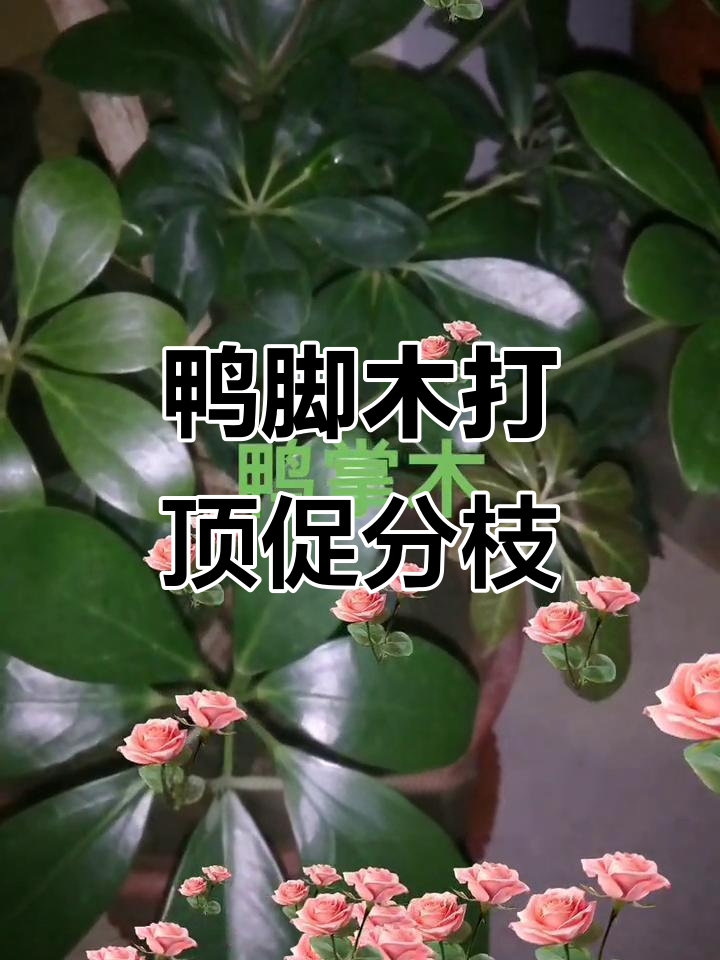 鸭掌木打顶后，侧枝爆发成棒棒糖形状