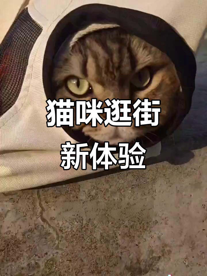 小猫首次户外探险,公园奶茶店拍照超萌