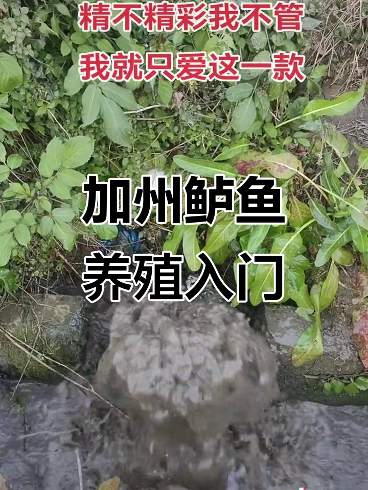 加州鲈鱼养殖技巧大揭秘,轻松掌握关键技术