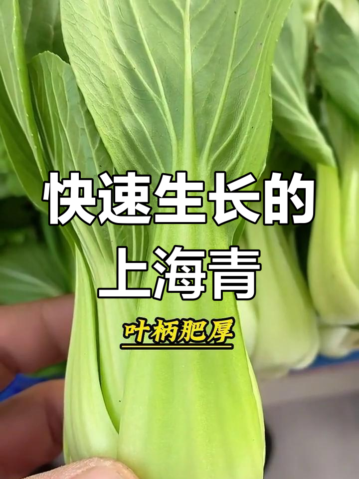 上海青小白菜:速生美味,春季秋季最佳种植时机