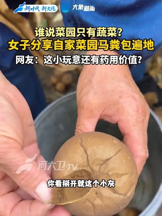 谁说菜园只有蔬菜?女子分享自家小菜园马粪包遍地,网友:这小玩意还有药用价值?来源:三农帮
