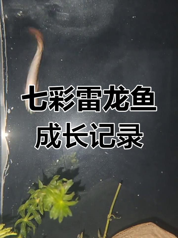 七彩雷龙鱼饲养两个月,从3cm长到8cm并成功发色