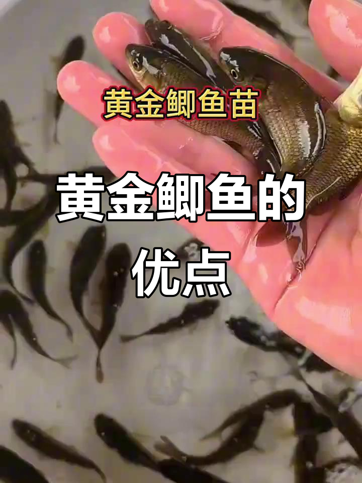 黄金鲫鱼,生长迅速,适应性强,养殖轻松无忧