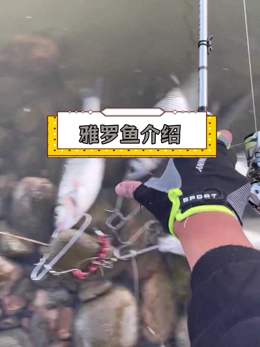 鸭绿江中的雅罗鱼,俗称沙包