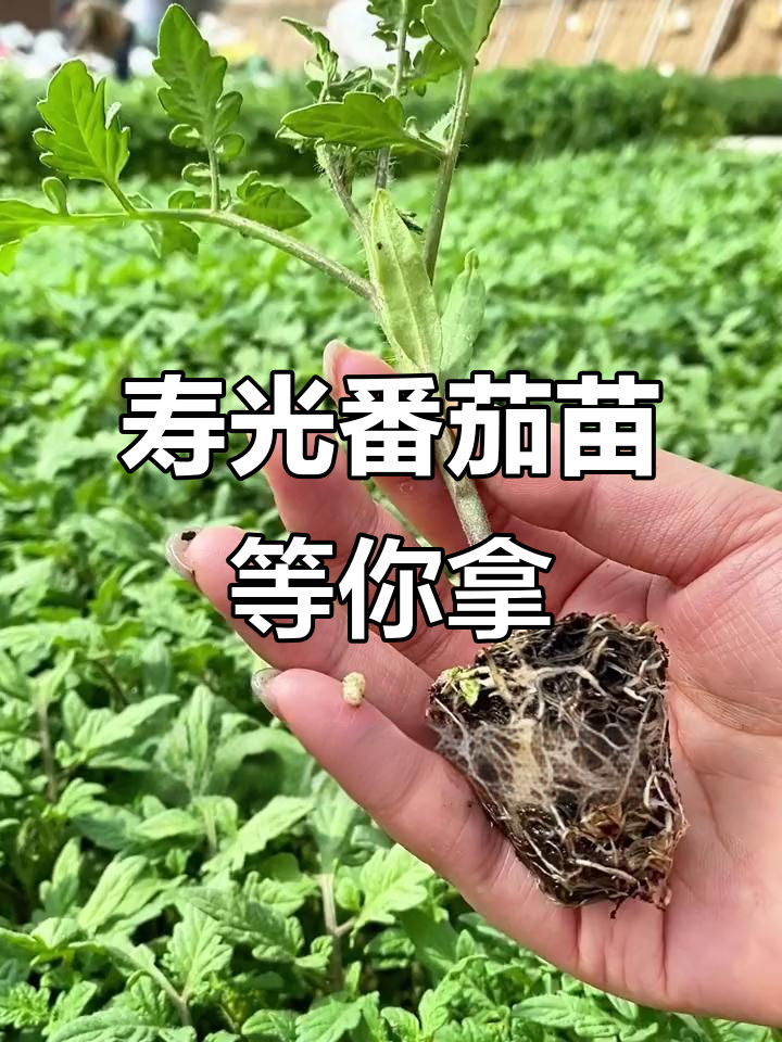 寿光蔬菜之乡育苗基地,番茄苗已备好等你来种