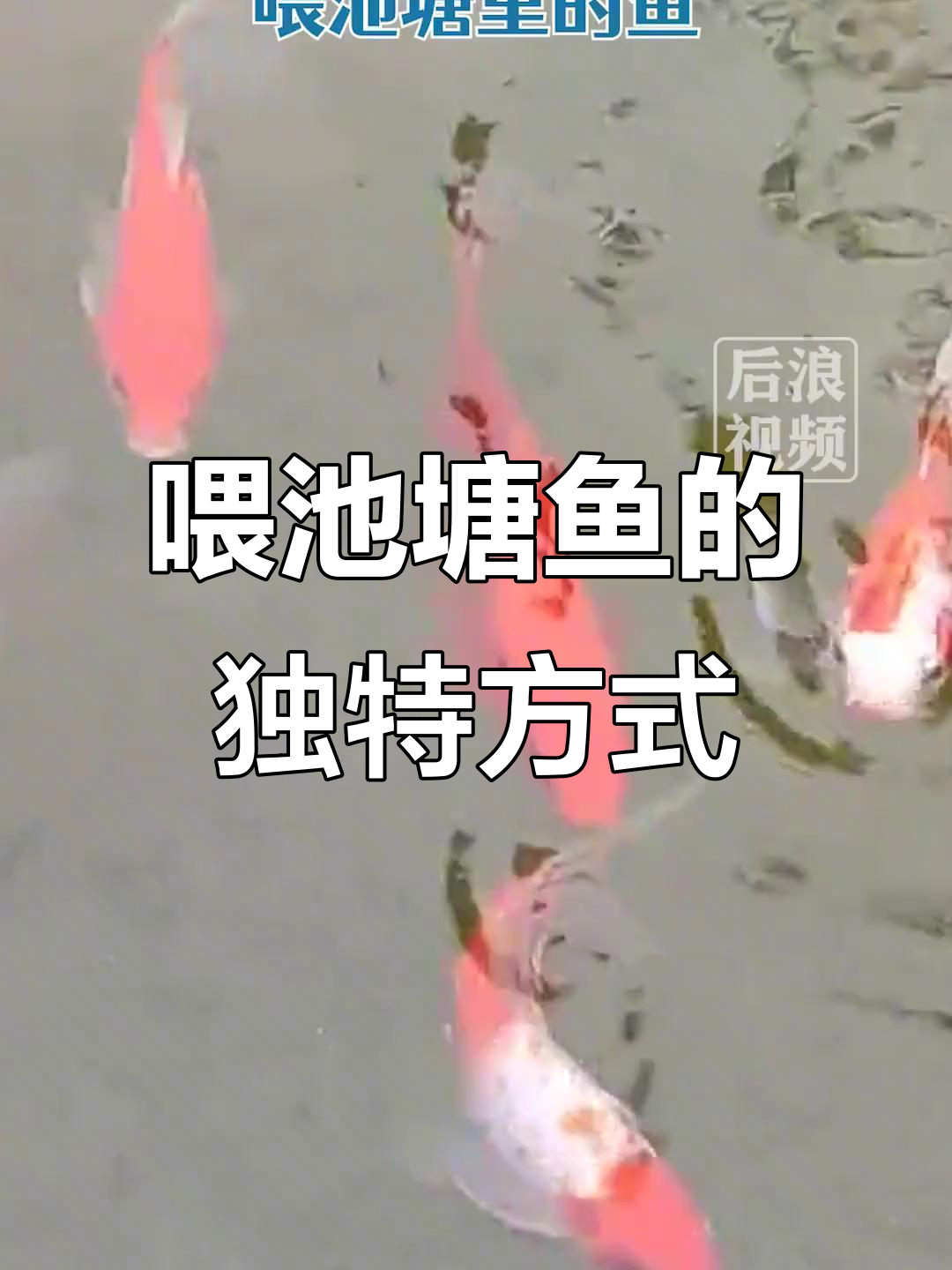 男子用呼喊声吸引鱼群,鱼儿争先恐后游过来