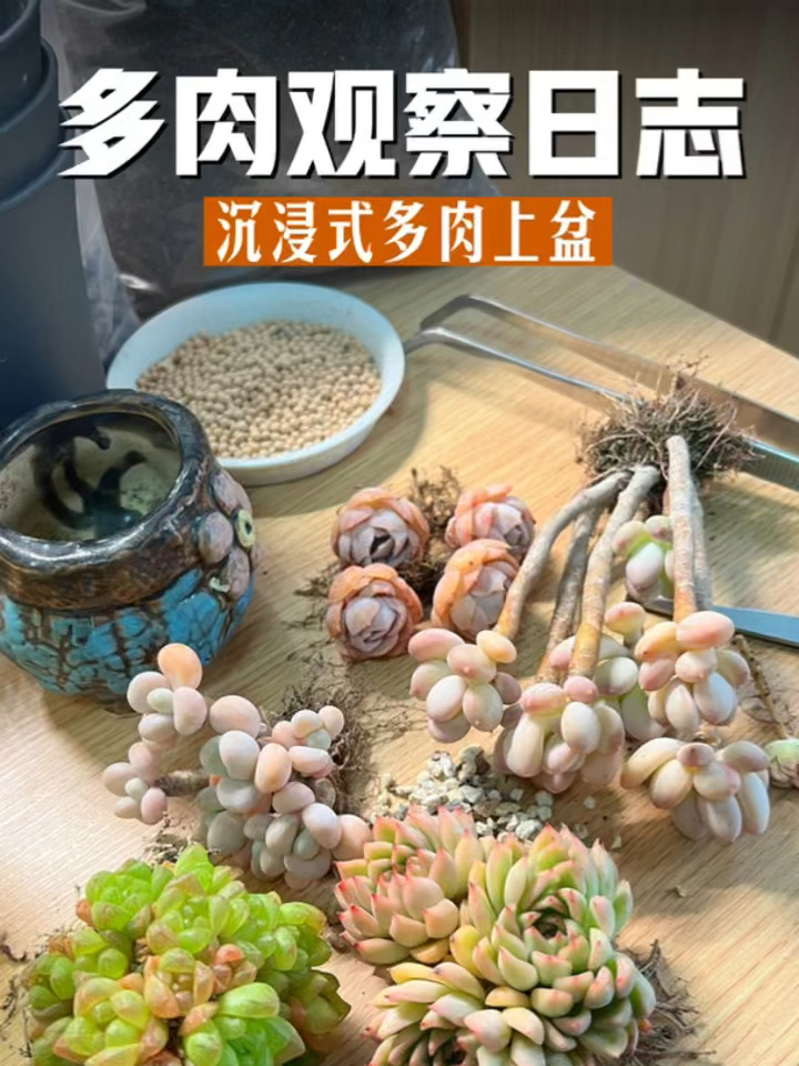 多肉观察日志|沉浸式多肉上盆
