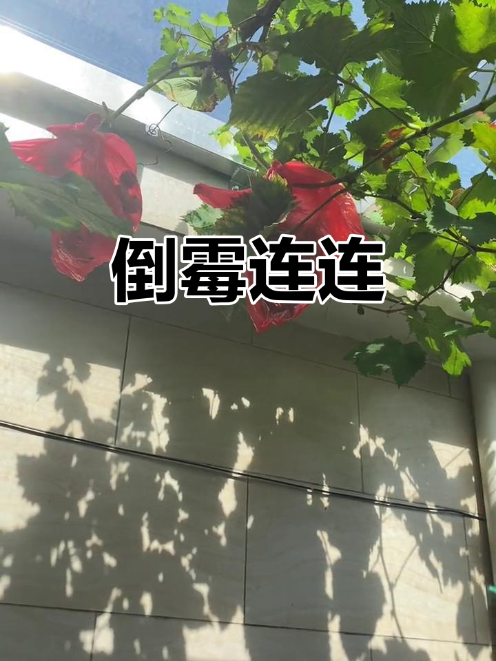 斗鱼跳缸，葡萄遭鸟啄，倒霉事接连不断！