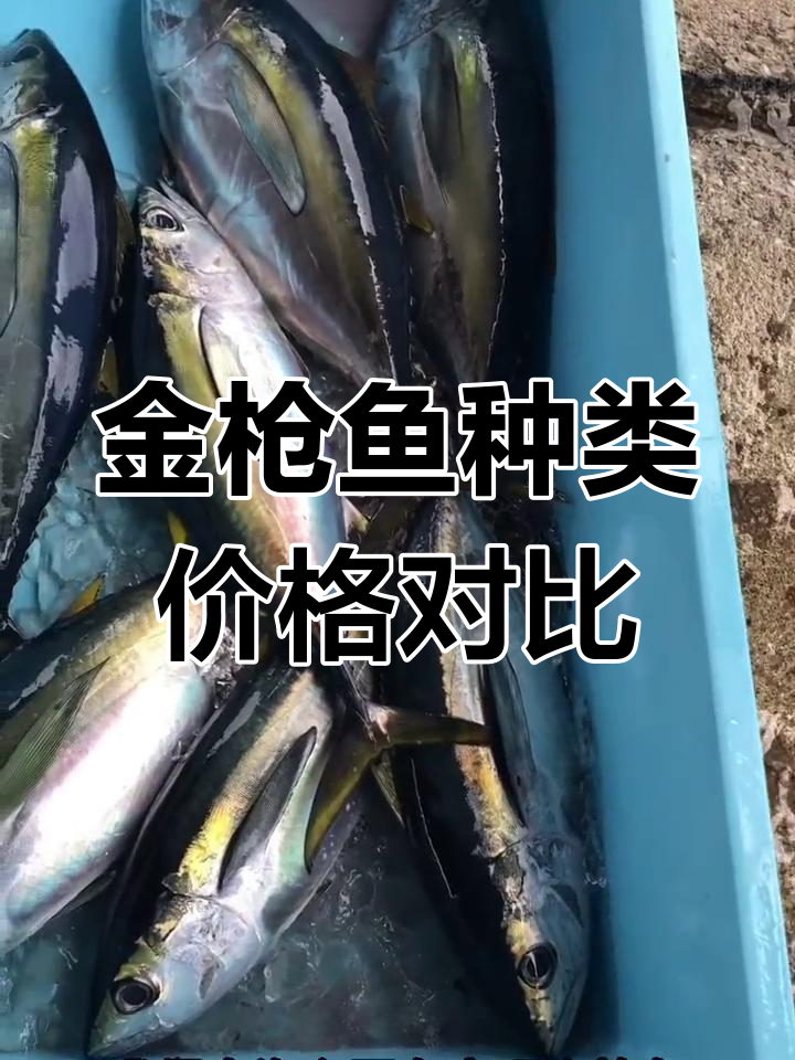 大眼金枪鱼与黄鳍金枪鱼的差异分析