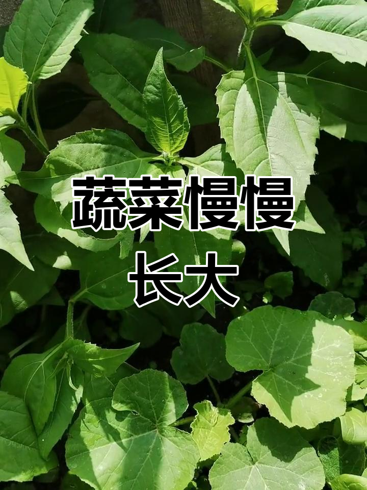 丝瓜秋葵向日葵,蔬菜悄悄生长