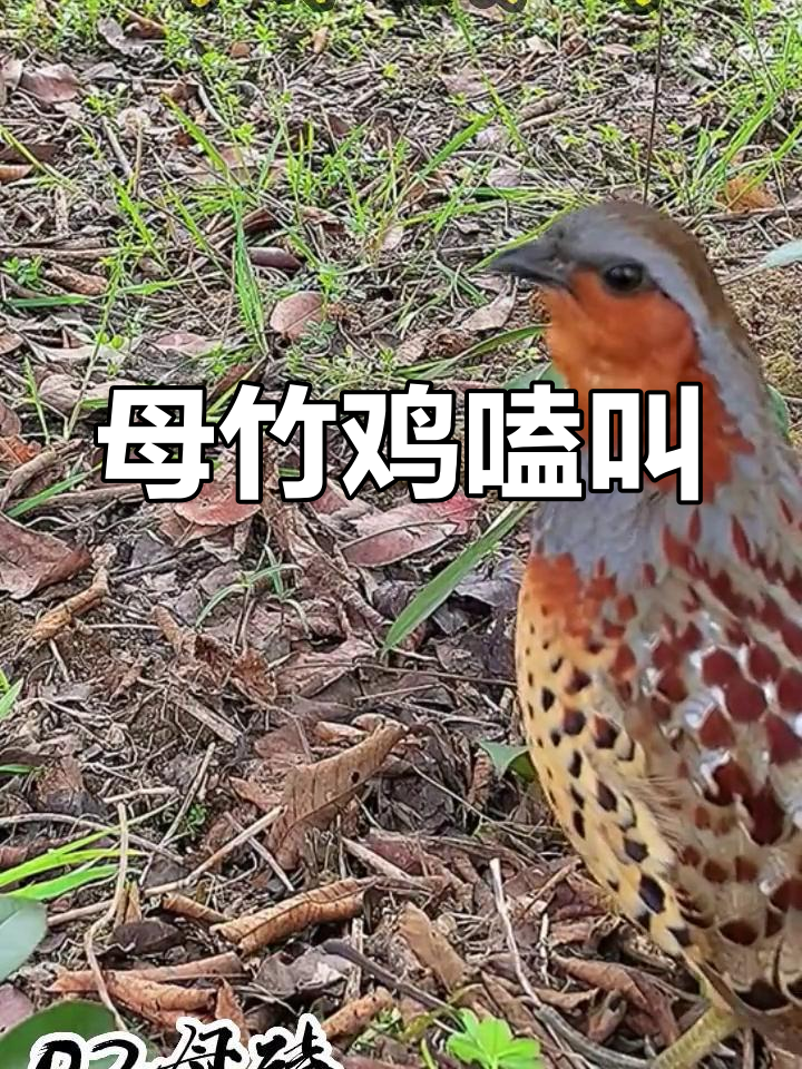 母竹鸡的独特叫声