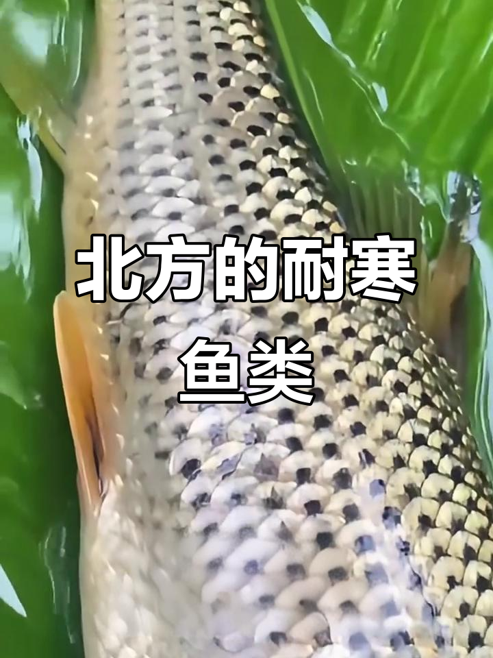 北方冬季能养的鱼,这些品种最适合
