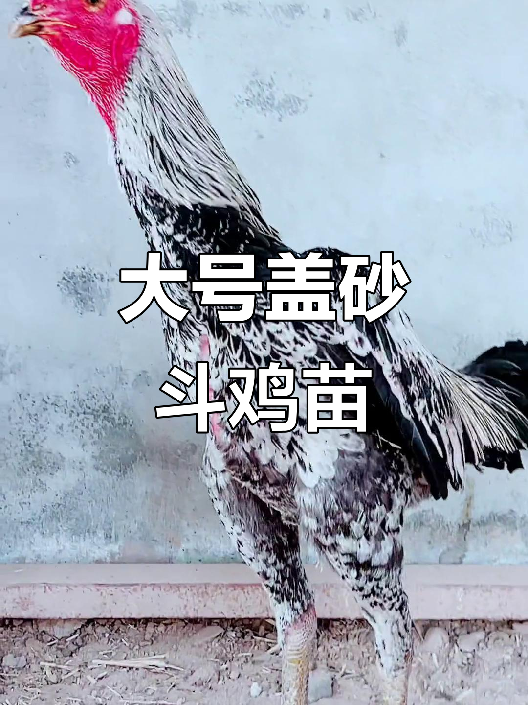 八斤重腿斗鸡苗,宽胸厚背肌肉结实,适合做种