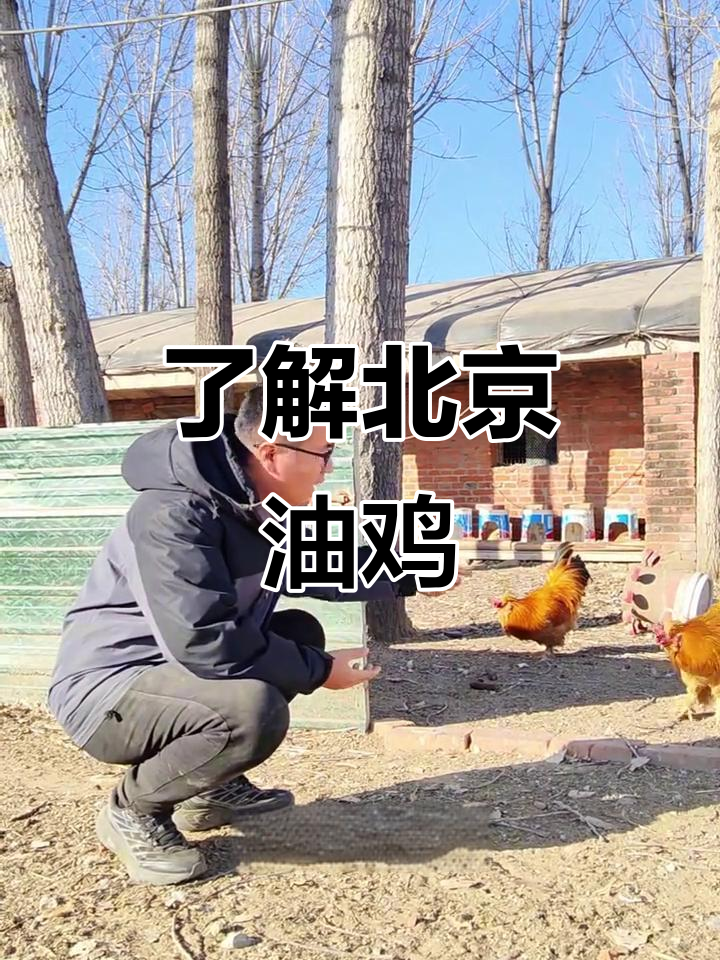北京油鸡:宫廷皇鸡的秘密与美味