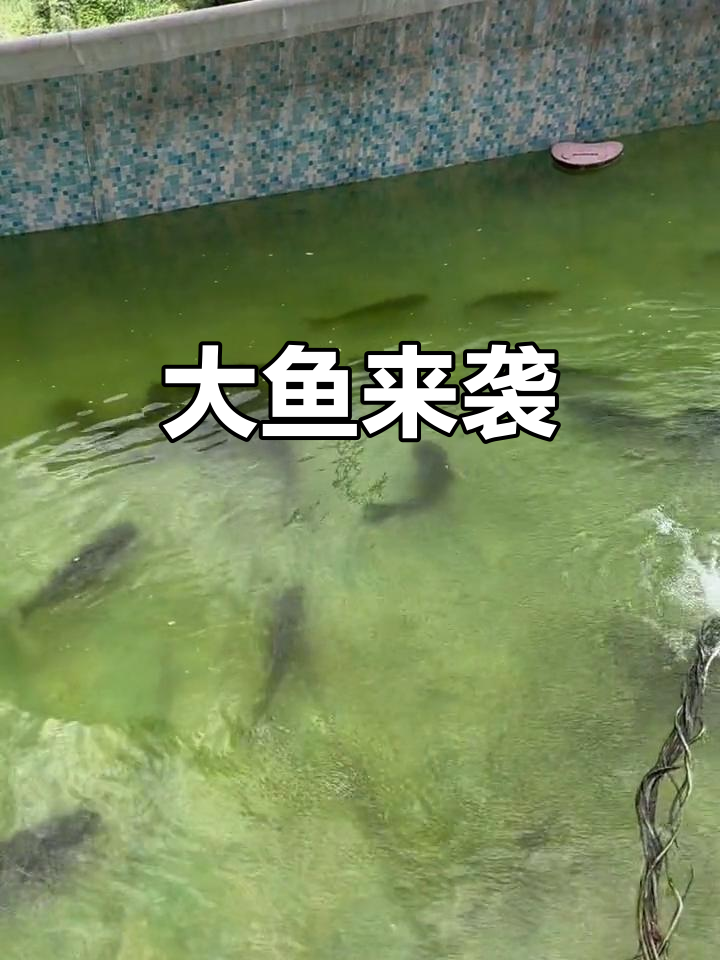 鱼群大集合,二三十斤的都有!