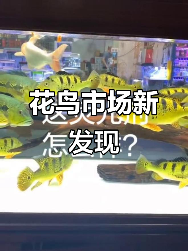 巴西鸭、巴西亚虎鱼与球形鲨的奇妙混养体验