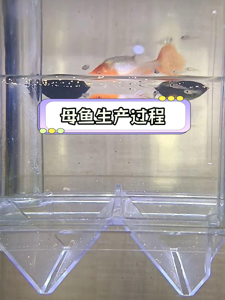 凤尾鱼产子全过程揭秘